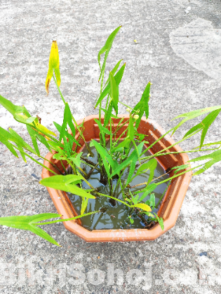 জলগোলাপ